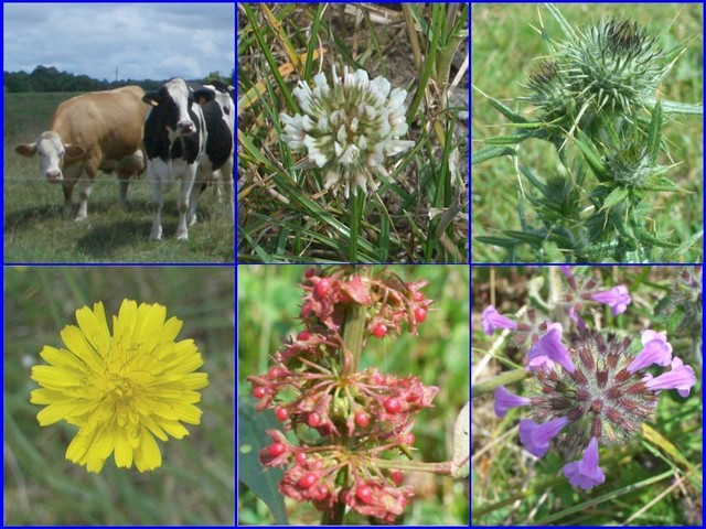 Collection of plants and animals