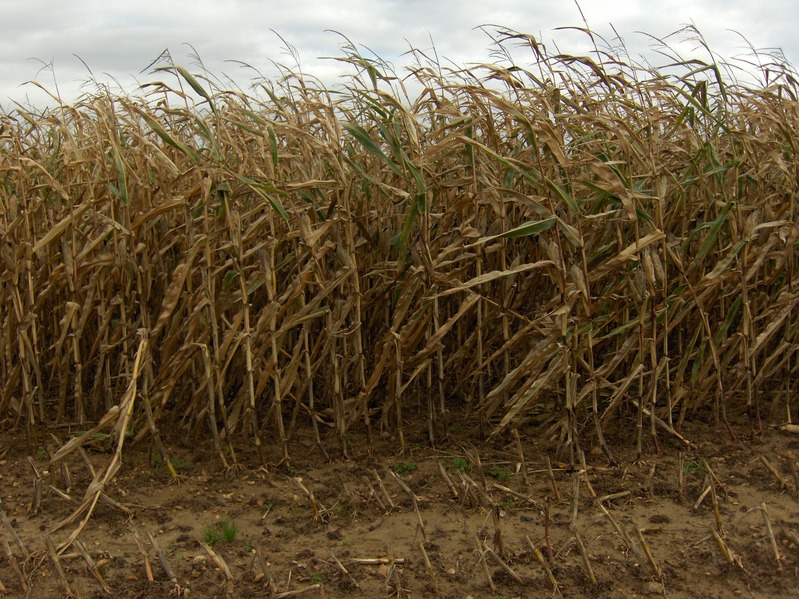 View to east. CP is inside corn plantation