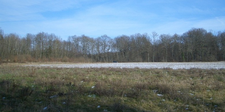 View from the edge of the wood to the car