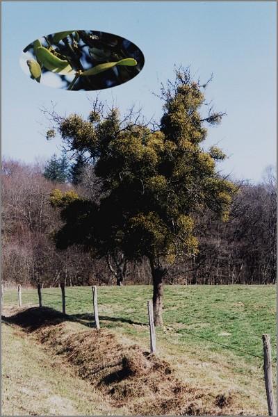 The apple tree and the mistletoe