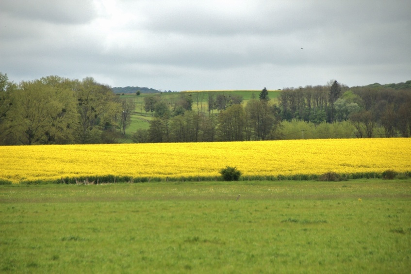 Colza fields