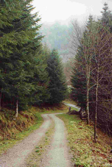 track 80 m below the point, view north (towards the road)