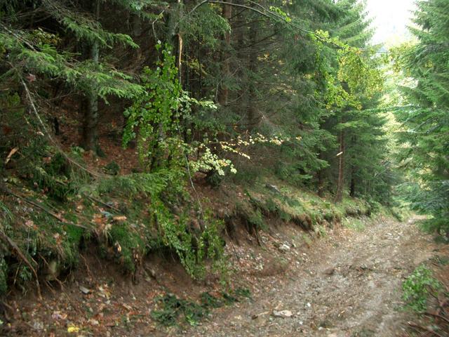 View West  - muddy forest track way down