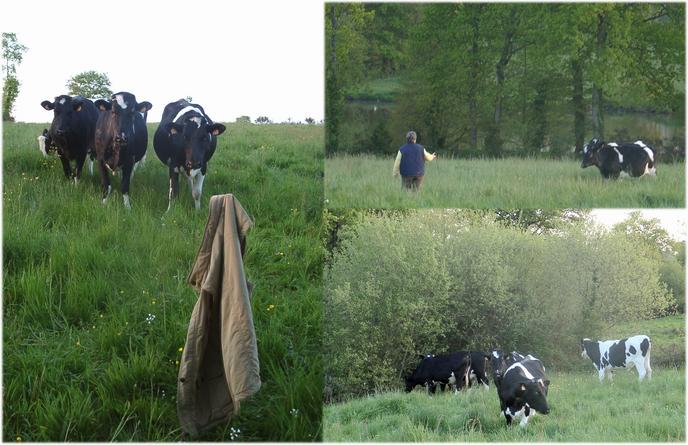 Cows at CP with farmer