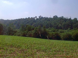 #1: The confluence is located in the grove of trees across the field