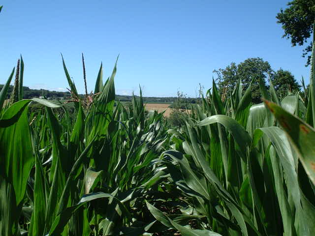 View to the South