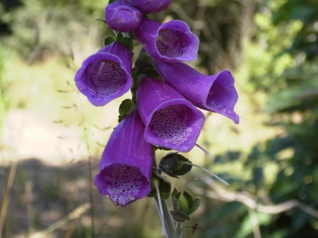 Digitalis purpurea (foxglove)