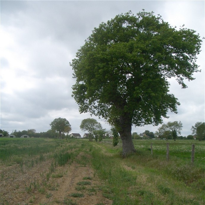 The Confluence is in the shadow of this oak 