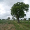 #6: The Confluence is in the shadow of this oak 