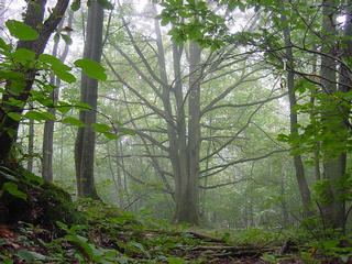 #1: The large tree growing out of the confluence