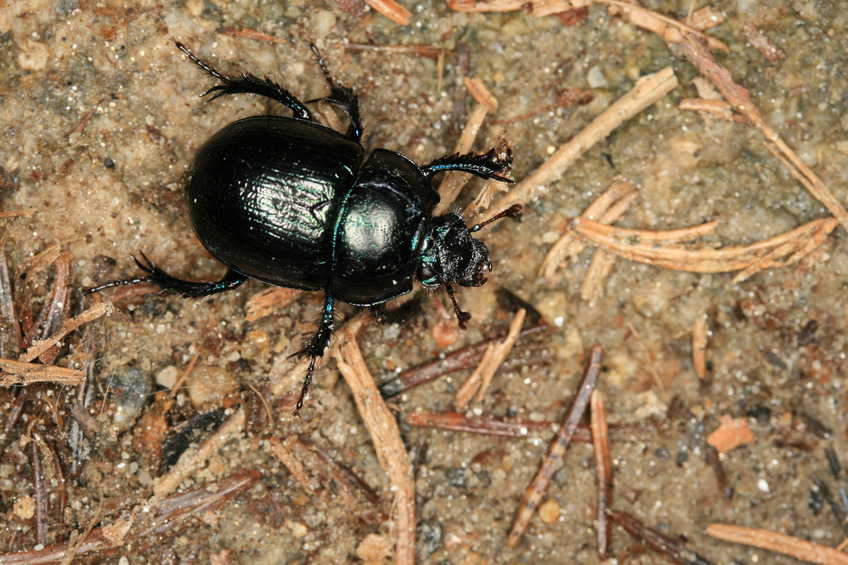 Black beetle