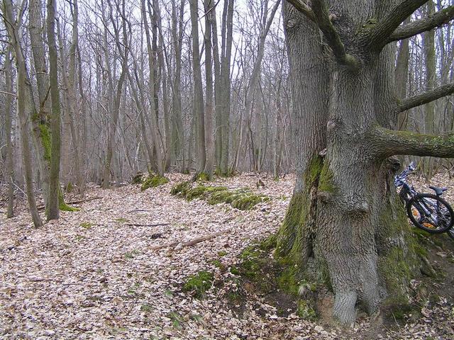 In the middle of a french forest, looking north