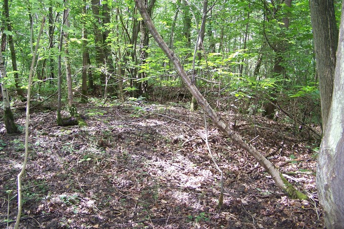 View towards W from the confluence