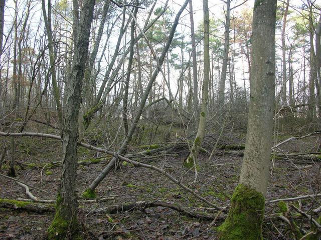 View in eastern direction / Blick in östliche Richtung