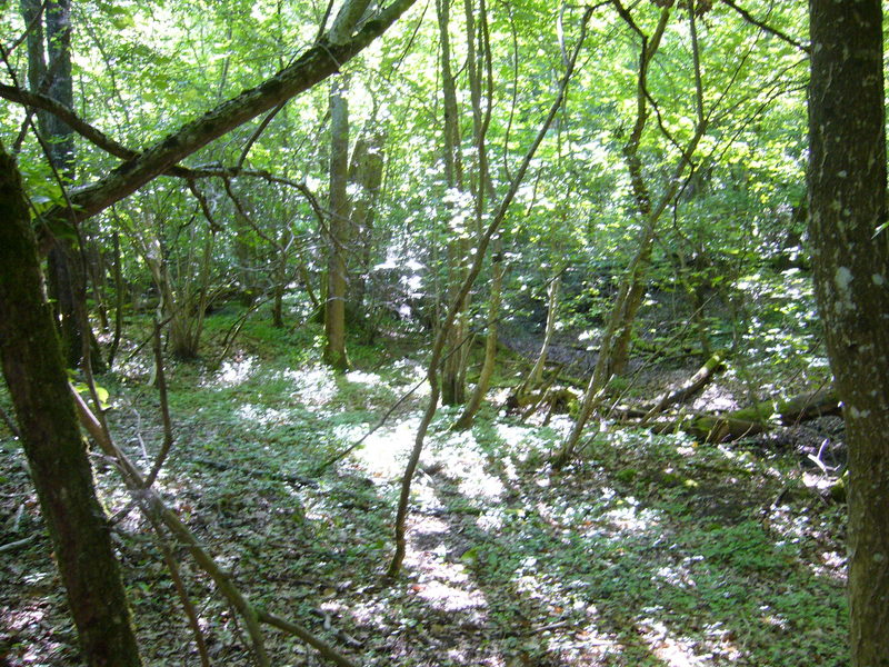 View East: forest