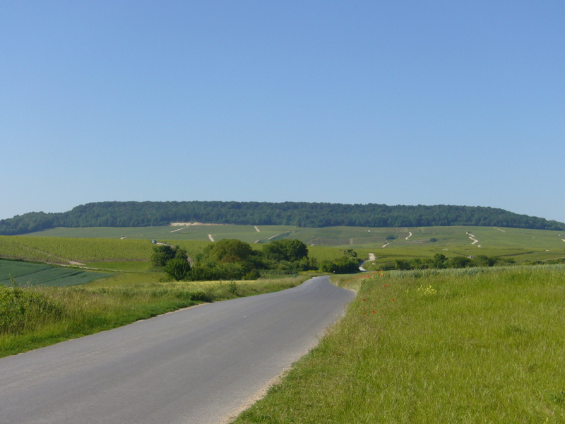 View from Chouilly towards the point in the forest in the centre of the photo