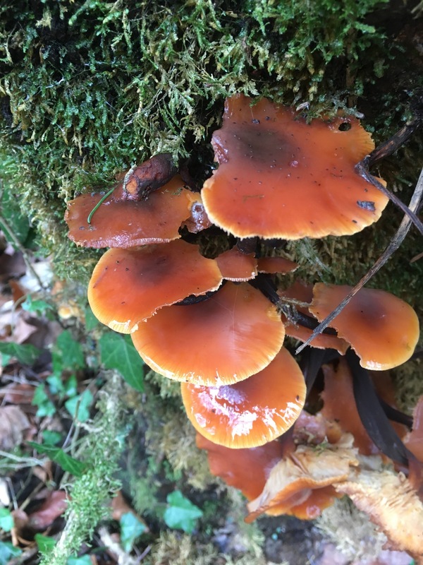 Confluence mushrooms