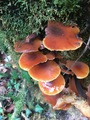 #9: Confluence mushrooms