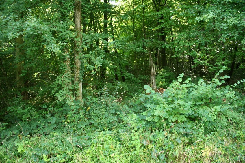 The confluence point, and view to the West