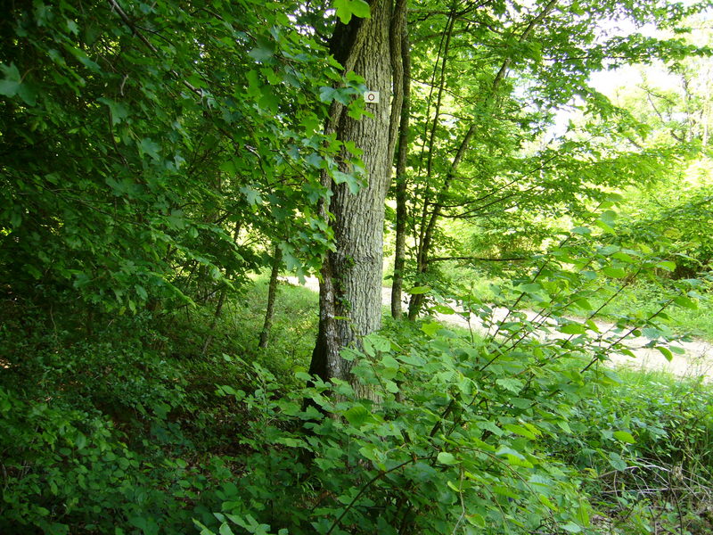 View North with the forest road