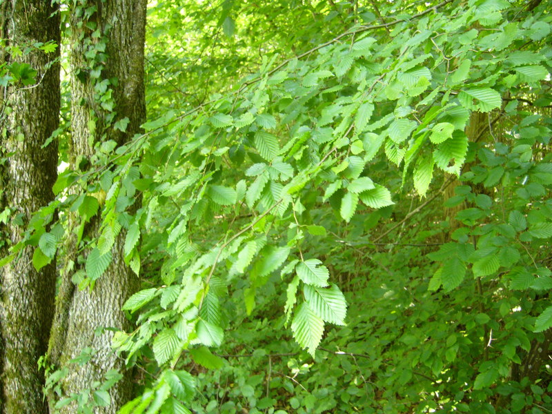 View South into the forest