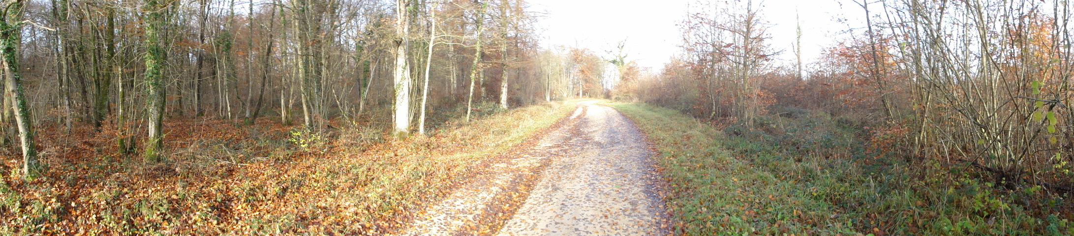 NES panoramic view from the forest track