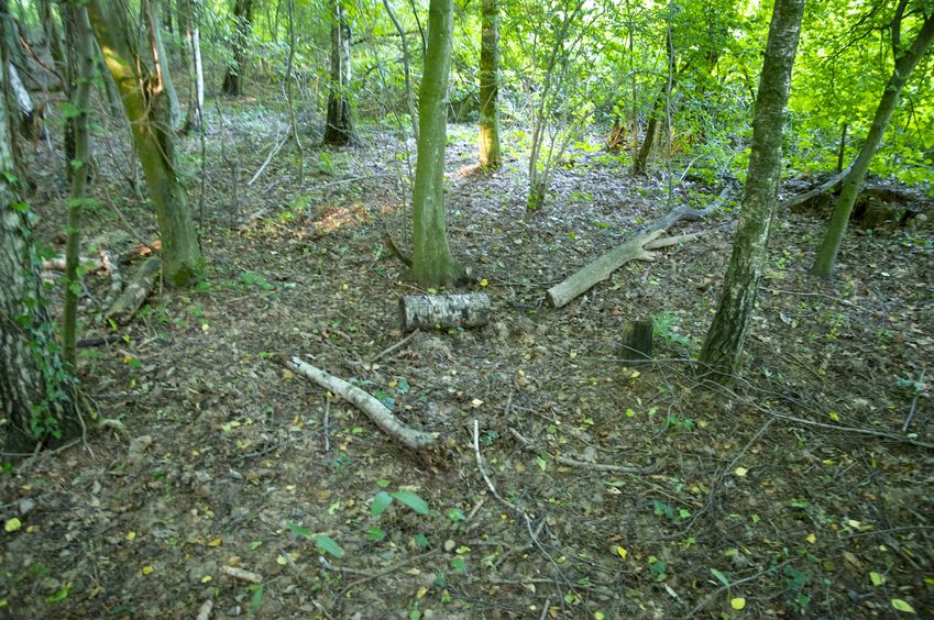 The confluence point lies in a patch of forest, just 30 meters from a road