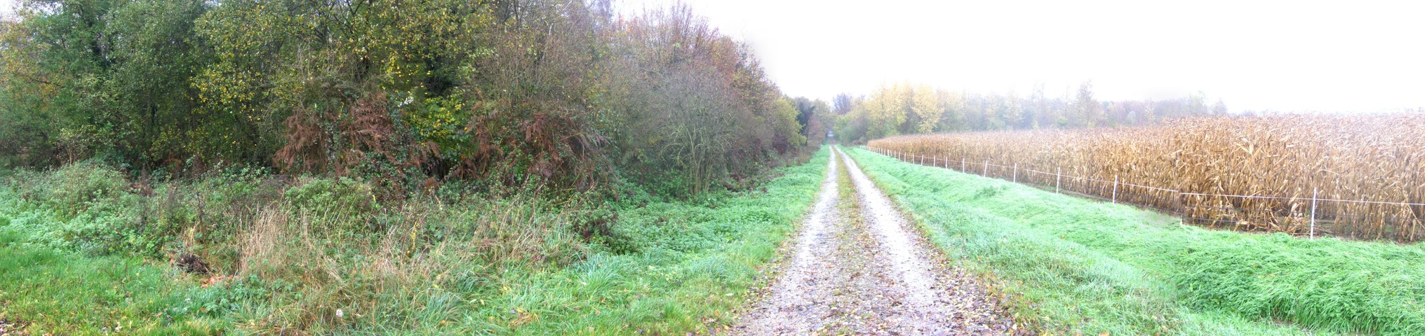 Panoramic view to north out of the forest