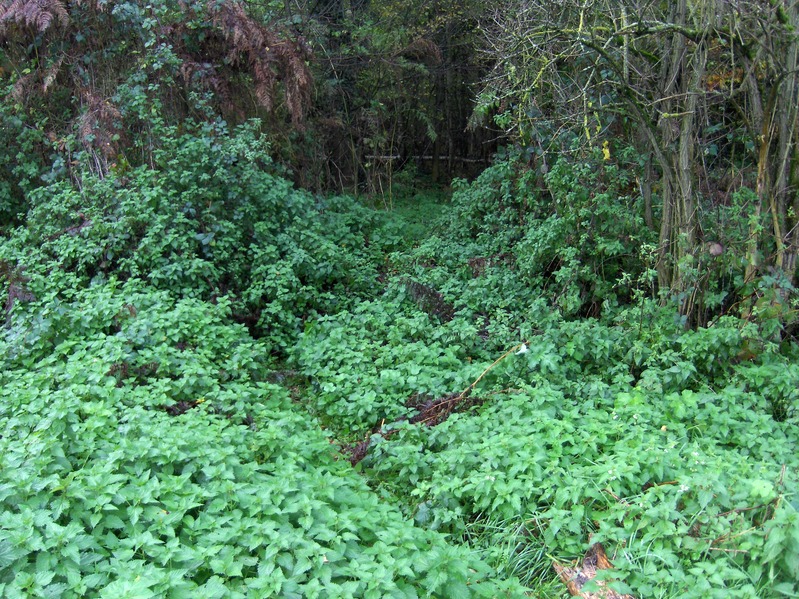 Access path to forest