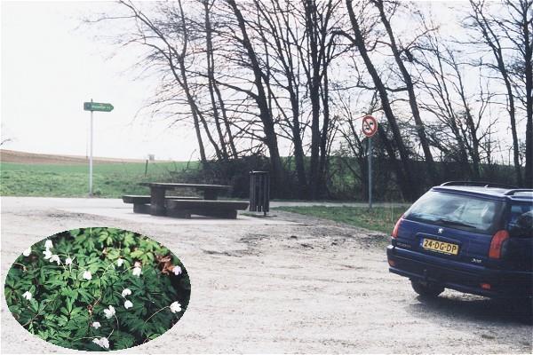 The picnic table, the parking, and wood anemones