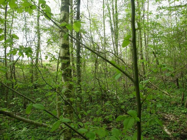 View in western direction / Blick in westliche Richtung