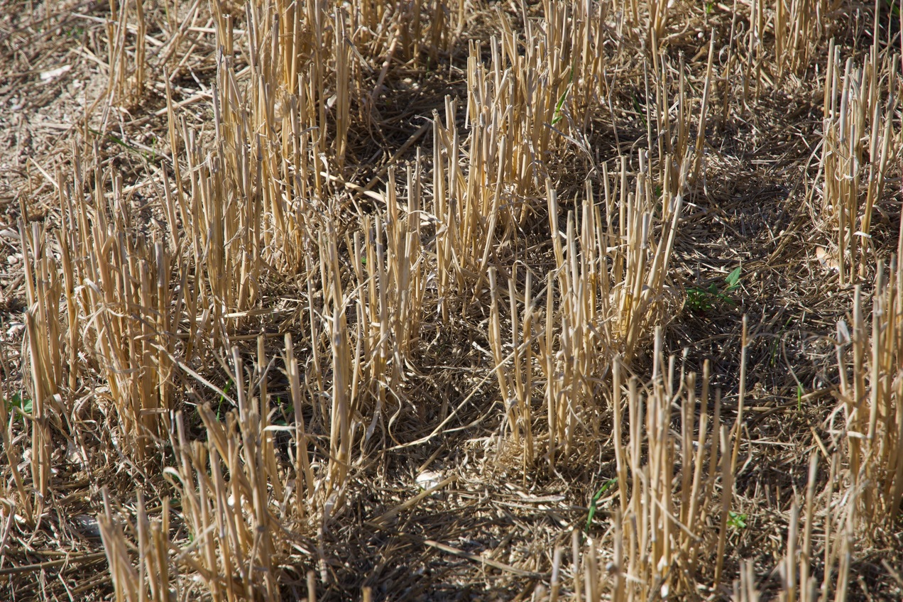 Ground cover at the confluence point