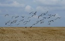 #7: Birds looking for food