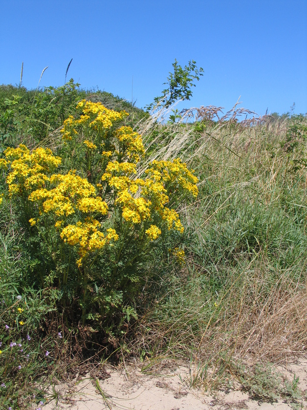 Flowers in the dunes