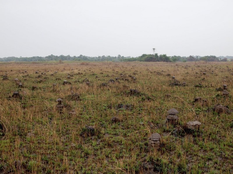 Termite mounds