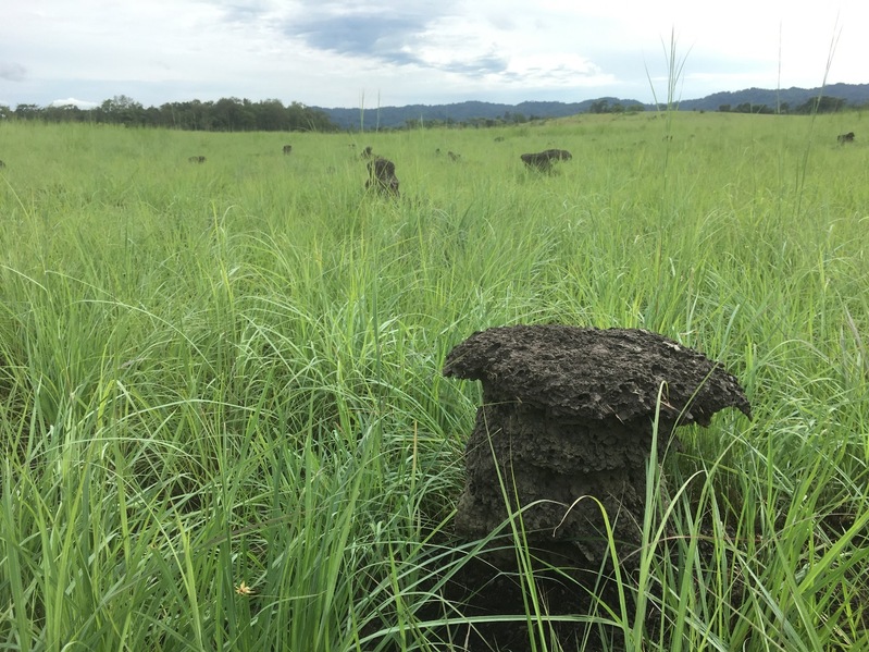 Termite mounds