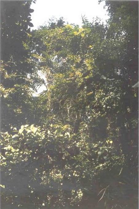 The rain forest at the confluence point