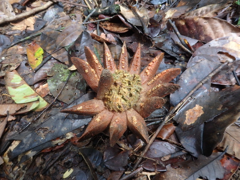 Strange fruit during the hike