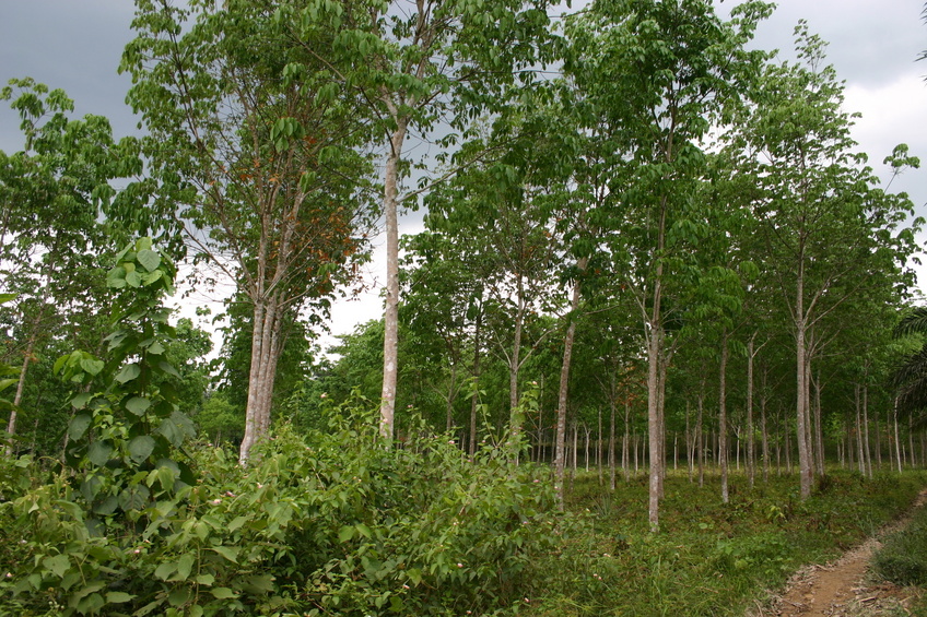 View of the forest from the track, along the way