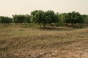 #4: View to the West, the plantation of mango trees