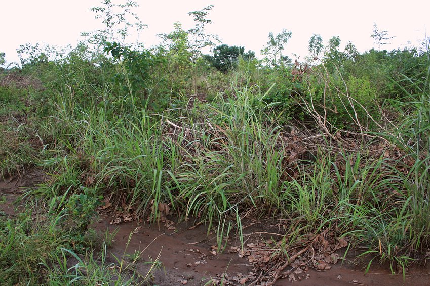 Closeup of the Confluence behind a Mango plantation