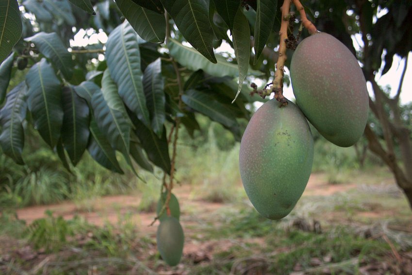 Mangos on a tree