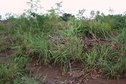 #5: Closeup of the Confluence behind a Mango plantation