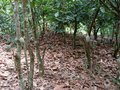 #7: Cocoa trees