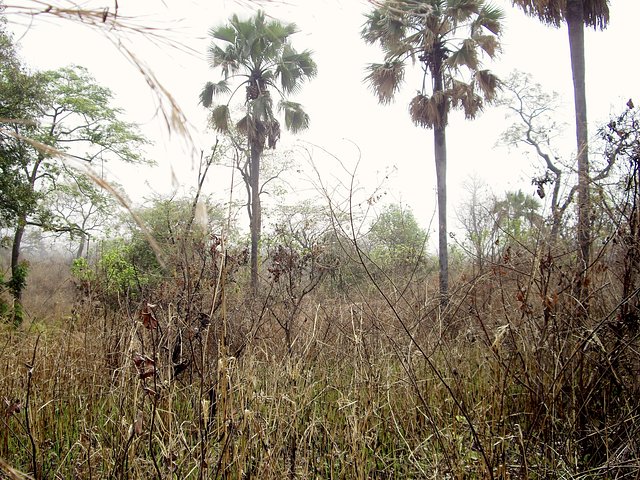 An eastern view from the Confluence