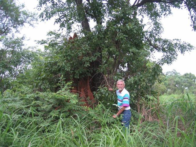 South. Notice the termite mound up against the tree.