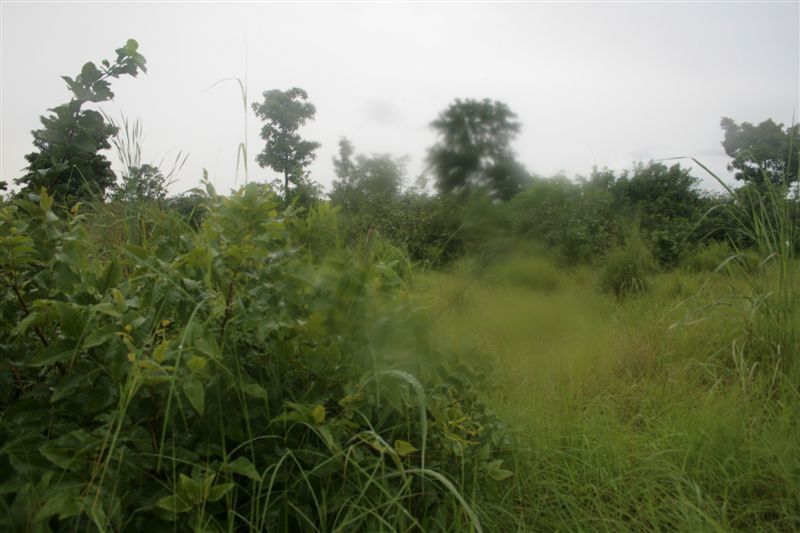 Looking north from the confluence