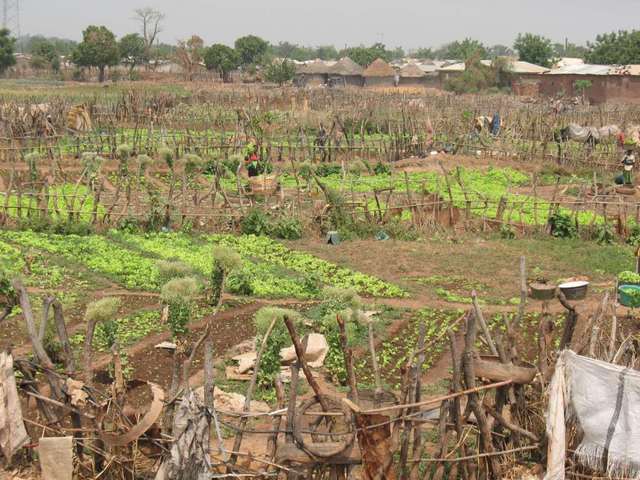 Vegetable gardens outside of Siguiri