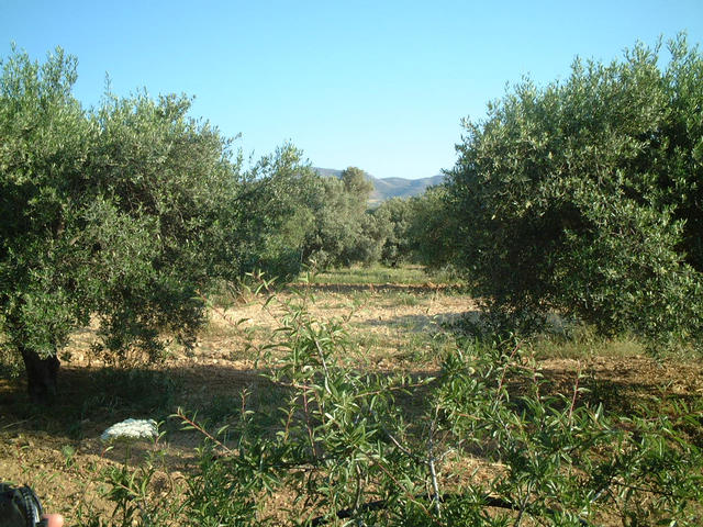 View to the East, see the stony soil.