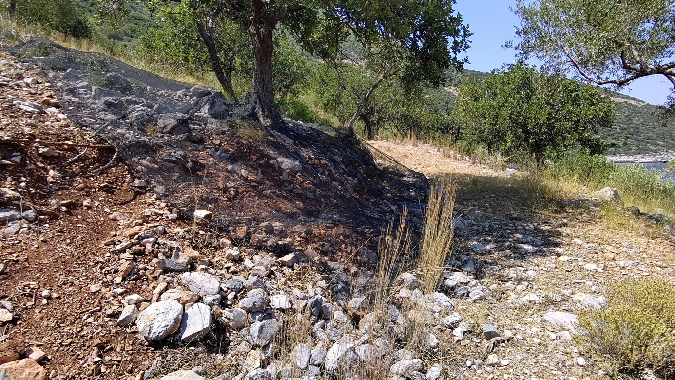 #11_harvesting a carob tree